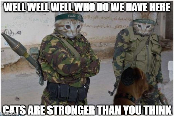 Stronger than you | WELL WELL WELL WHO DO WE HAVE HERE; CATS ARE STRONGER THAN YOU THINK | image tagged in soldier cats,busted | made w/ Imgflip meme maker