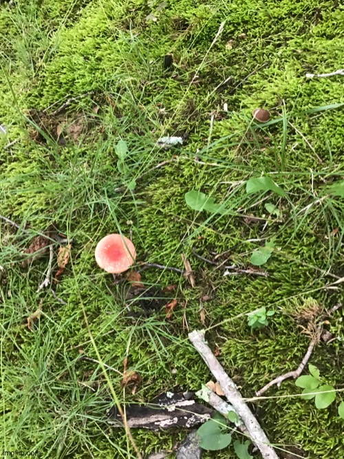 Just a couple little mushrooms in my yard | image tagged in mushrooms | made w/ Imgflip meme maker