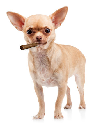 High Quality Chihuahua Cigar Dog Blank Meme Template