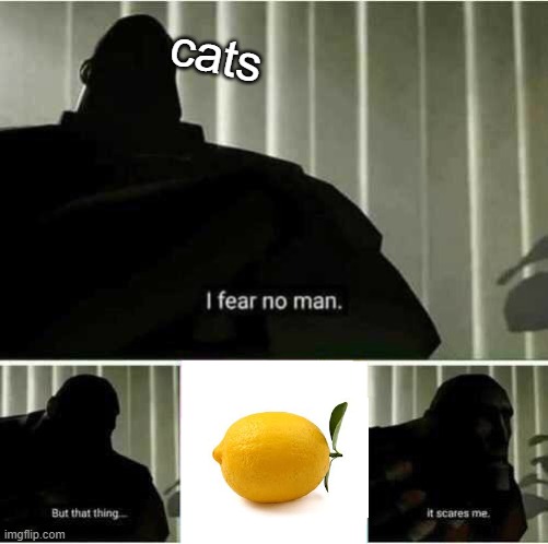 lol | cats | image tagged in i fear no man | made w/ Imgflip meme maker