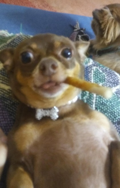 High Quality Chihuahua smoking cigar dog Blank Meme Template