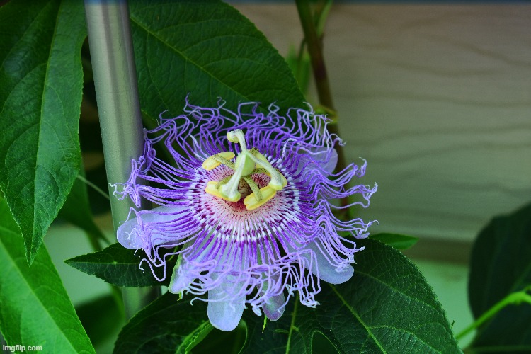 one of my passion flowers | image tagged in flower,mine,kewlew | made w/ Imgflip meme maker