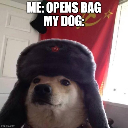 Doggo in soviet Russia... | ME: OPENS BAG
MY DOG: | image tagged in doggo in soviet russia | made w/ Imgflip meme maker