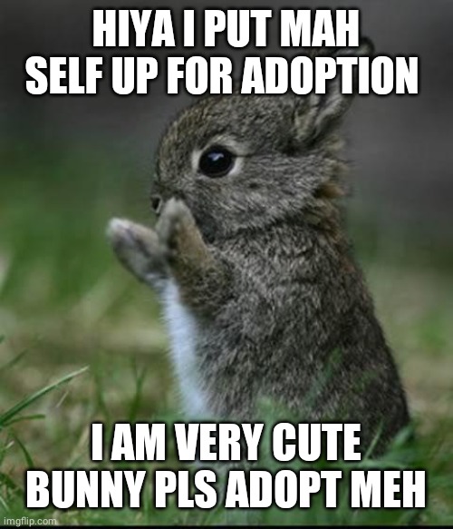 Cute Bunny | HIYA I PUT MAH SELF UP FOR ADOPTION; I AM VERY CUTE BUNNY PLS ADOPT MEH | image tagged in cute bunny | made w/ Imgflip meme maker