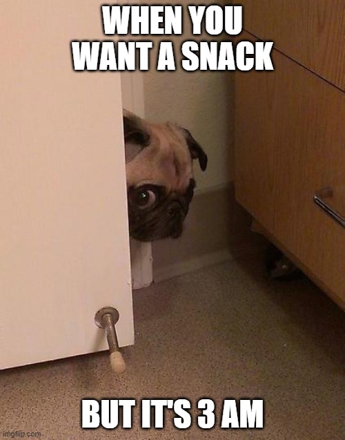 Guilty Pug | WHEN YOU WANT A SNACK; BUT IT'S 3 AM | image tagged in guilty pug | made w/ Imgflip meme maker
