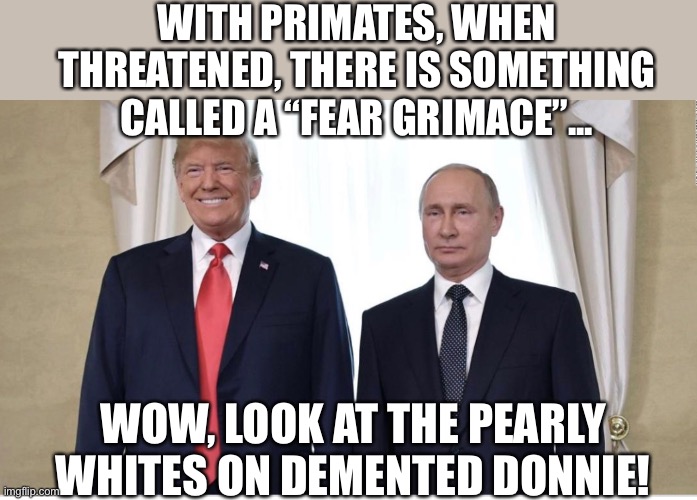 “Smile” wide for the cameras, Doggie...I mean, Donnie... — Putin, probably | WITH PRIMATES, WHEN THREATENED, THERE IS SOMETHING CALLED A “FEAR GRIMACE”... WOW, LOOK AT THE PEARLY WHITES ON DEMENTED DONNIE! | image tagged in trump putin,weak,trump is a chicken,coward | made w/ Imgflip meme maker