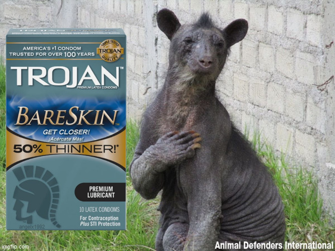 image tagged in bear,condoms,rubbers,trojans,bears,fur | made w/ Imgflip meme maker