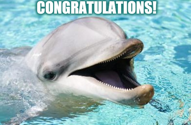 Dumb Joke Dolphin | CONGRATULATIONS! | image tagged in dumb joke dolphin | made w/ Imgflip meme maker