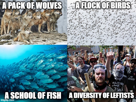 Proper taxonomy for current times. | A PACK OF WOLVES; A FLOCK OF BIRDS; A DIVERSITY OF LEFTISTS; A SCHOOL OF FISH | image tagged in leftists,antifa,democrats,diversity,hypocrisy,racism | made w/ Imgflip meme maker