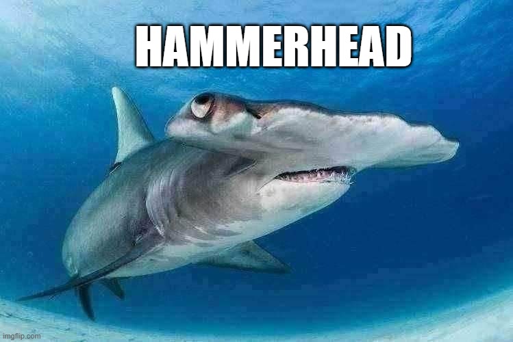 HAMMERHEAD | made w/ Imgflip meme maker