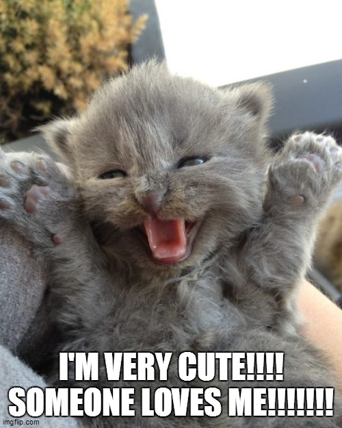 Yay Kitty | I'M VERY CUTE!!!! SOMEONE LOVES ME!!!!!!! | image tagged in yay kitty,cute,kitten | made w/ Imgflip meme maker