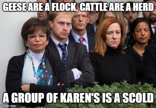 Disapproving Liberals | GEESE ARE A FLOCK, CATTLE ARE A HERD; A GROUP OF KAREN'S IS A SCOLD | image tagged in karens | made w/ Imgflip meme maker