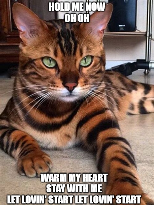 Hold Me Now | HOLD ME NOW
OH OH; WARM MY HEART
STAY WITH ME
LET LOVIN' START LET LOVIN' START | image tagged in cats are awesome,i love your accent,funny cat memes,heartbeat rate,too funny,funny meme | made w/ Imgflip meme maker