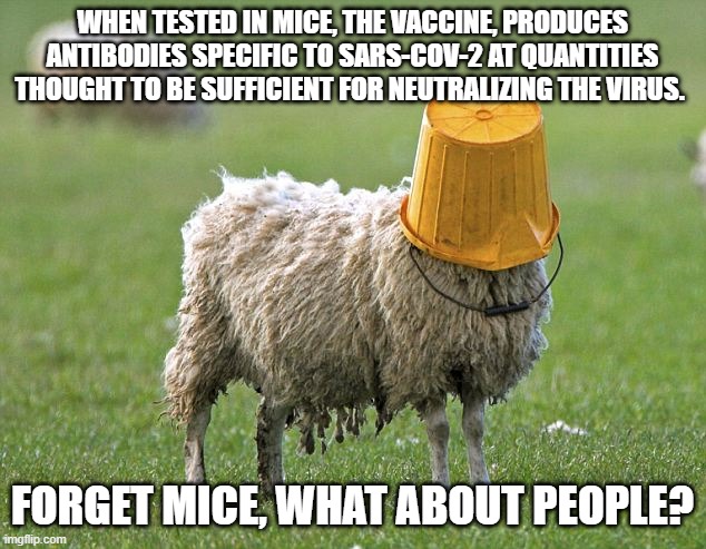 stupid sheep | WHEN TESTED IN MICE, THE VACCINE, PRODUCES ANTIBODIES SPECIFIC TO SARS-COV-2 AT QUANTITIES THOUGHT TO BE SUFFICIENT FOR NEUTRALIZING THE VIRUS. FORGET MICE, WHAT ABOUT PEOPLE? | image tagged in stupid sheep | made w/ Imgflip meme maker