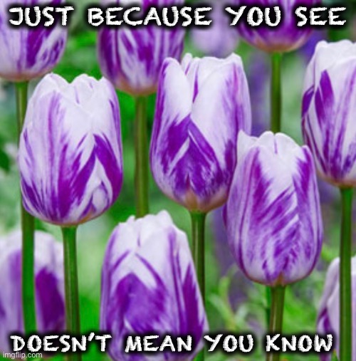 You see | JUST BECAUSE YOU SEE; DOESN’T MEAN YOU KNOW | image tagged in tulips | made w/ Imgflip meme maker