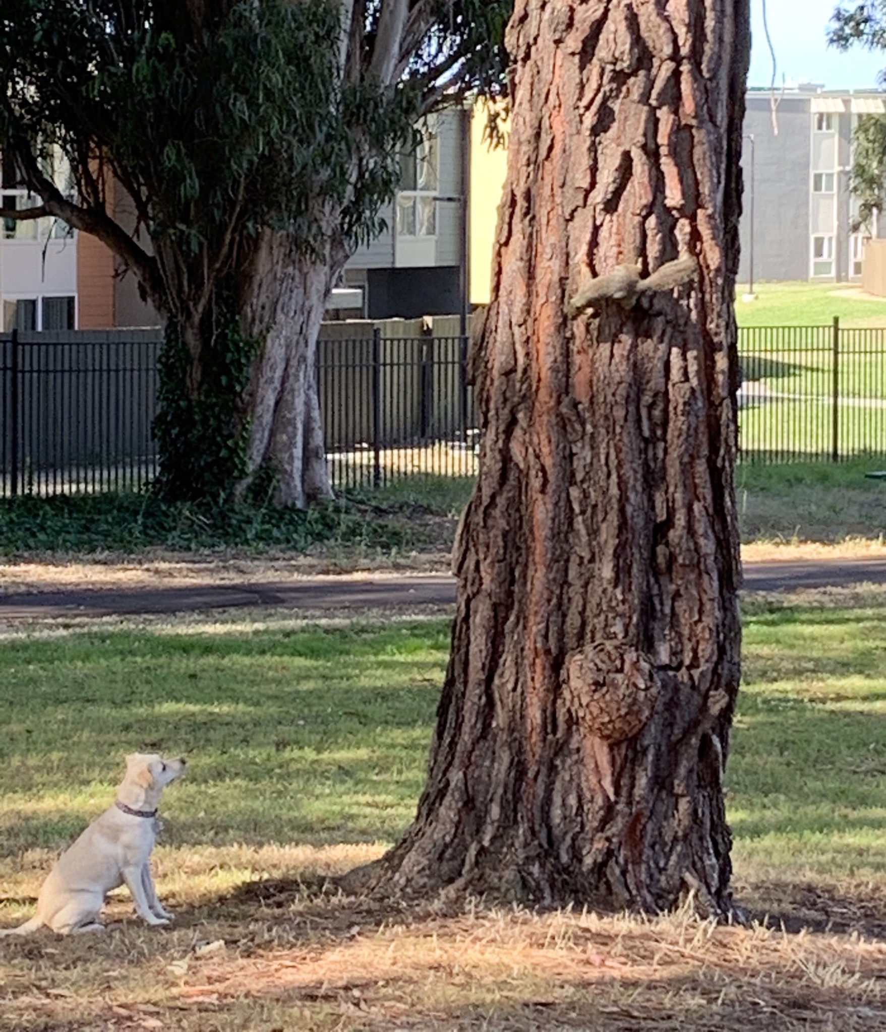 High Quality One day Imma catch that squirrel! Blank Meme Template