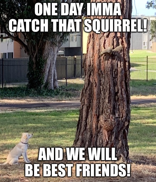 One day Imma catch that squirrel! | ONE DAY IMMA CATCH THAT SQUIRREL! AND WE WILL BE BEST FRIENDS! | image tagged in squirrel,dog,cute,memes | made w/ Imgflip meme maker