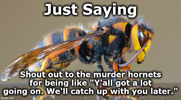 hornets | Just Saying; Shout out to the murder hornets for being like "Y'all got a lot going on. We'll catch up with you later." | image tagged in hornets | made w/ Imgflip meme maker