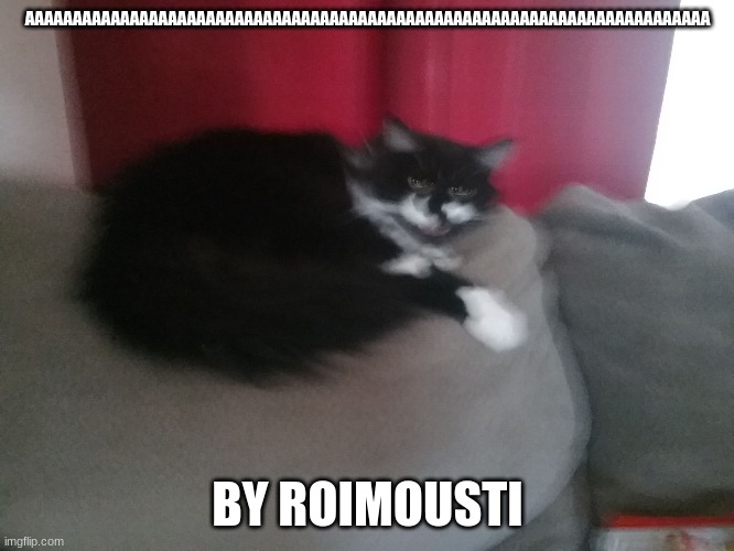 Angery Cat | AAAAAAAAAAAAAAAAAAAAAAAAAAAAAAAAAAAAAAAAAAAAAAAAAAAAAAAAAAAAAAAAAAAAAAAA; BY ROIMOUSTI | image tagged in angery cat | made w/ Imgflip meme maker