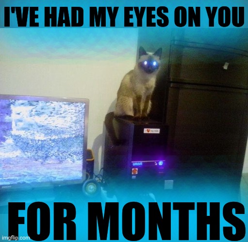 Internet Cat | I'VE HAD MY EYES ON YOU FOR MONTHS | image tagged in internet cat | made w/ Imgflip meme maker