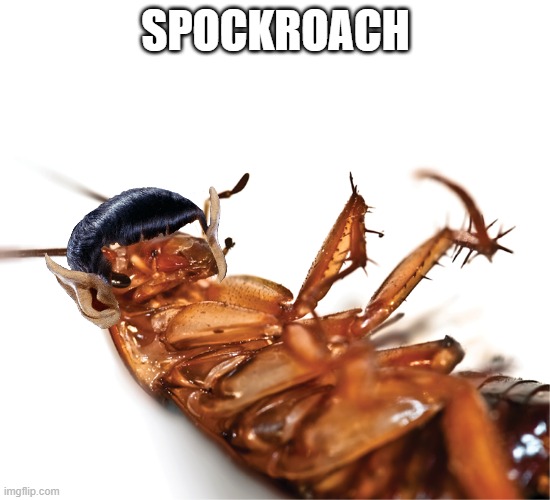 the only thing raid can't stop | SPOCKROACH | image tagged in weird stuff | made w/ Imgflip meme maker