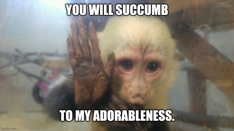 Monkey Business | YOU WILL SUCCUMB; TO MY ADORABLENESS. | image tagged in monkey | made w/ Imgflip meme maker