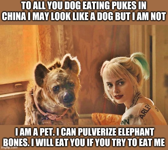 A dog I am not | TO ALL YOU DOG EATING PUKES IN CHINA I MAY LOOK LIKE A DOG BUT I AM NOT; I AM A PET. I CAN PULVERIZE ELEPHANT BONES. I WILL EAT YOU IF YOU TRY TO EAT ME | image tagged in memes | made w/ Imgflip meme maker