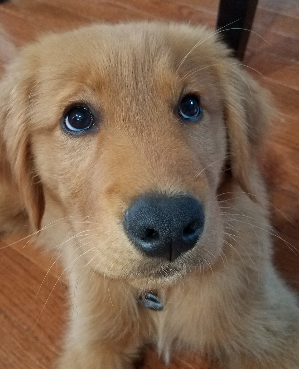 Puppy Face Blank Template Imgflip