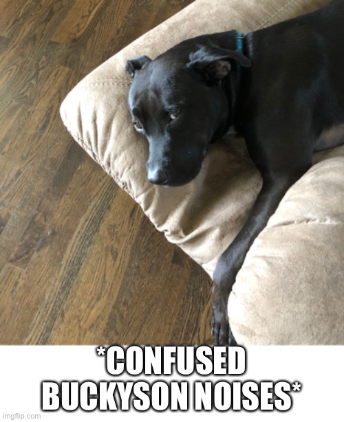 This is my irl dog and his name is Bucky and he’s confused about all the memes | *CONFUSED BUCKYSON NOISES* | image tagged in blank white template | made w/ Imgflip meme maker