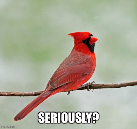 Critical Cardinal | SERIOUSLY? | image tagged in critical cardinal | made w/ Imgflip meme maker