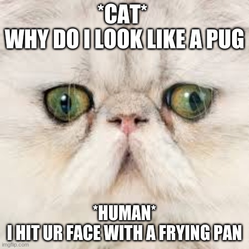 Cat is flat | *CAT* 
WHY DO I LOOK LIKE A PUG; *HUMAN*
I HIT UR FACE WITH A FRYING PAN | image tagged in cat | made w/ Imgflip meme maker