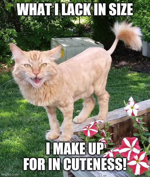 Cat Lion named Pumpkin | WHAT I LACK IN SIZE; I MAKE UP FOR IN CUTENESS! | image tagged in cat lion named pumpkin | made w/ Imgflip meme maker