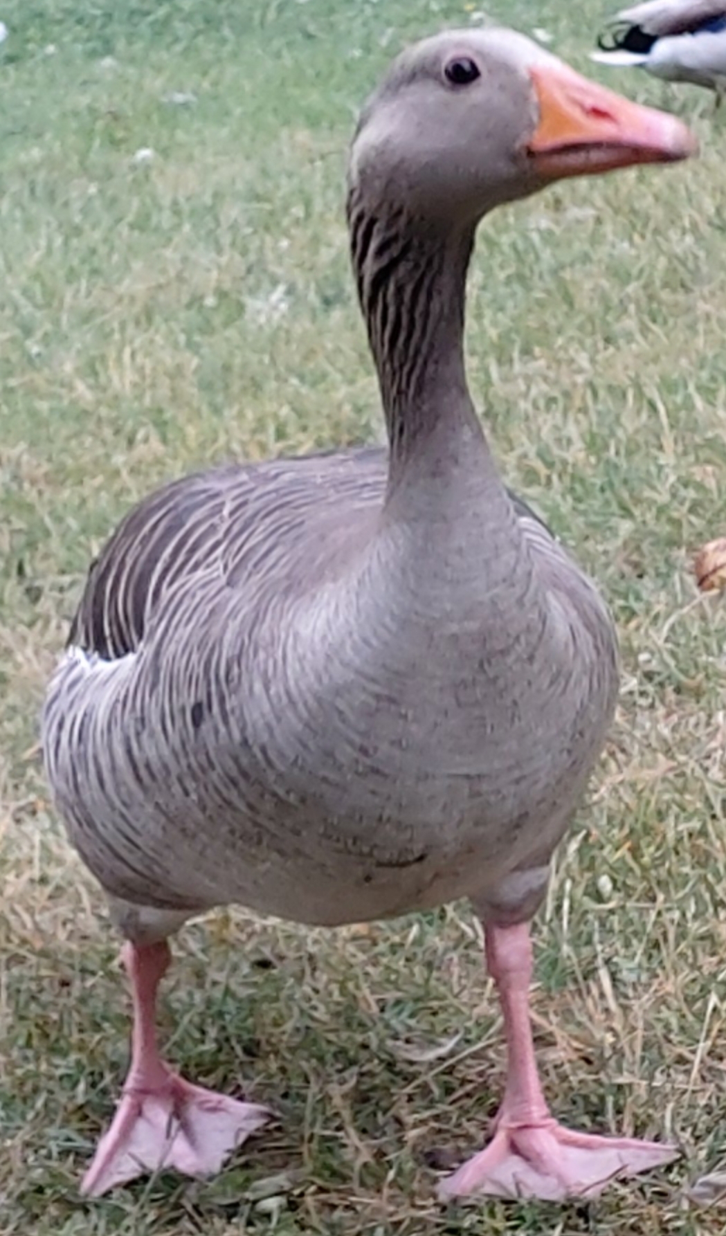 Big boi goose Blank Meme Template