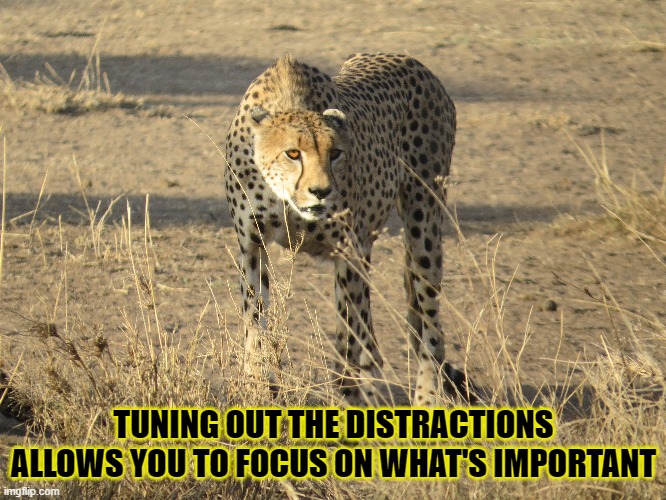 Focus | TUNING OUT THE DISTRACTIONS
ALLOWS YOU TO FOCUS ON WHAT'S IMPORTANT | image tagged in cheetah,focus,distractions | made w/ Imgflip meme maker