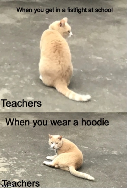 Now I notice you | image tagged in cat,scchool,teachers laughing | made w/ Imgflip meme maker