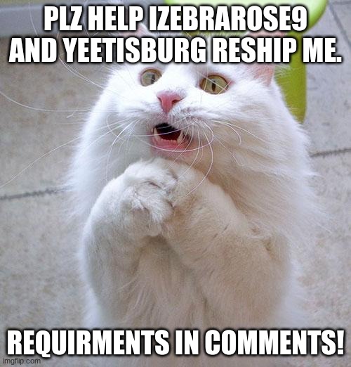yesh | PLZ HELP IZEBRAROSE9 AND YEETISBURG RESHIP ME. REQUIRMENTS IN COMMENTS! | image tagged in begging cat,shipping,memes,taken | made w/ Imgflip meme maker