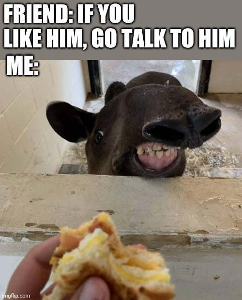 FRIEND: IF YOU LIKE HIM, GO TALK TO HIM; ME: | image tagged in funny | made w/ Imgflip meme maker