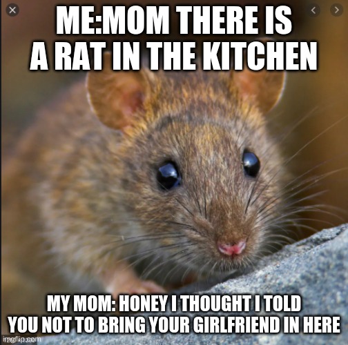 y mom y | ME:MOM THERE IS A RAT IN THE KITCHEN; MY MOM: HONEY I THOUGHT I TOLD YOU NOT TO BRING YOUR GIRLFRIEND IN HERE | image tagged in funny memes | made w/ Imgflip meme maker