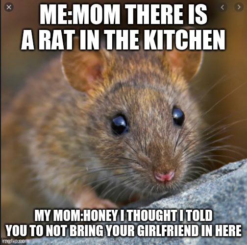 haha | ME:MOM THERE IS A RAT IN THE KITCHEN; MY MOM:HONEY I THOUGHT I TOLD YOU TO NOT BRING YOUR GIRLFRIEND IN HERE | made w/ Imgflip meme maker