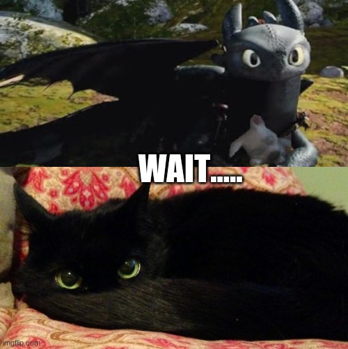 The universe is a lie. | WAIT..... | image tagged in cat,toothless | made w/ Imgflip meme maker