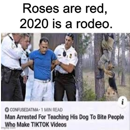 Yes | Roses are red, 2020 is a rodeo. | image tagged in roses are red | made w/ Imgflip meme maker