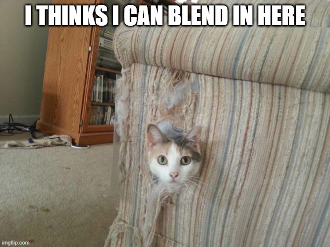 Peek Hole | I THINKS I CAN BLEND IN HERE | image tagged in funny cat | made w/ Imgflip meme maker