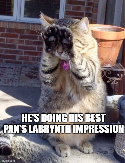 The Pale Cat | HE'S DOING HIS BEST PAN'S LABRYNTH IMPRESSION | image tagged in funny cat | made w/ Imgflip meme maker