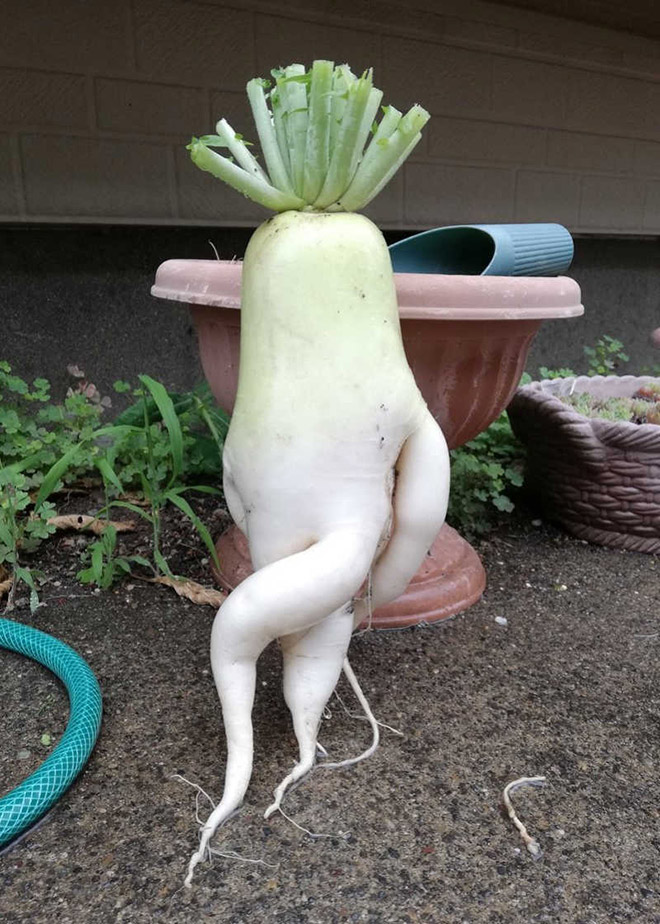 Seductive radish 9 Blank Meme Template