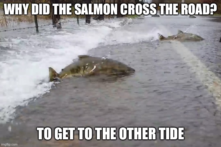 Road crossing.  It’s not just for chicken anymore. | WHY DID THE SALMON CROSS THE ROAD? TO GET TO THE OTHER TIDE | image tagged in fish,cross the road | made w/ Imgflip meme maker