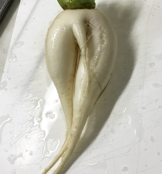 Seductive radish 19 Blank Meme Template