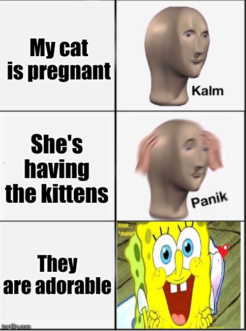 Reverse kalm panik | My cat is pregnant; She's having the kittens; They are adorable | image tagged in reverse kalm panik | made w/ Imgflip meme maker