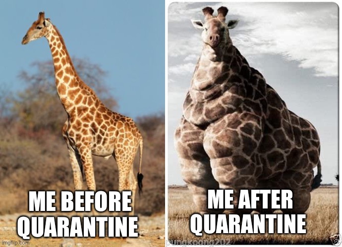  ME AFTER QUARANTINE; ME BEFORE QUARANTINE | image tagged in funny giraffe | made w/ Imgflip meme maker