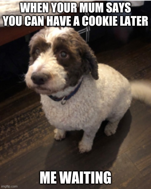 Tommy Taps | WHEN YOUR MUM SAYS YOU CAN HAVE A COOKIE LATER; ME WAITING | image tagged in cute dog,cookies | made w/ Imgflip meme maker