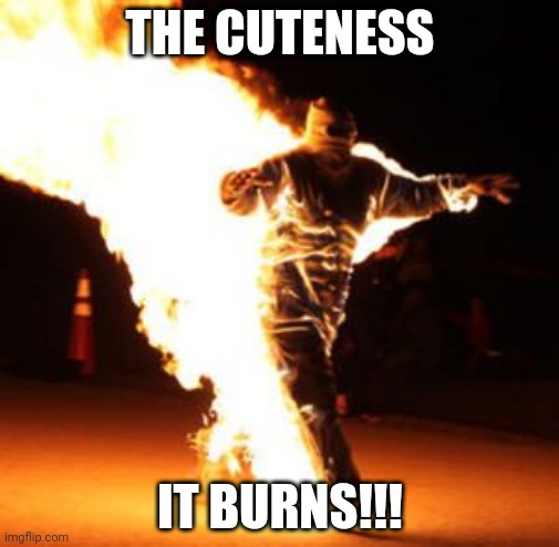 Cuteness burns | THE CUTENESS; IT BURNS!!! | image tagged in fire | made w/ Imgflip meme maker